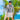 SAILBEE Men UV Protect Swimwear Long Sleeve Swimsuit Mens Rashguard Surfing Rash Guard Surf Shirt For Swimming Diving suit M0130